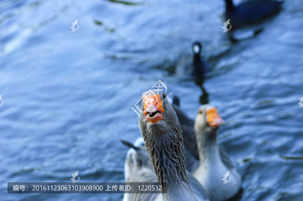 的灰鵝要求食物（Anser,anser）