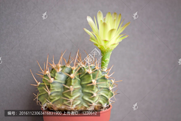 盛開的仙人掌