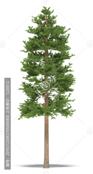 松