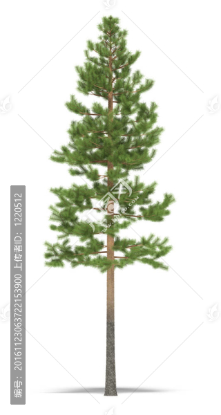 松