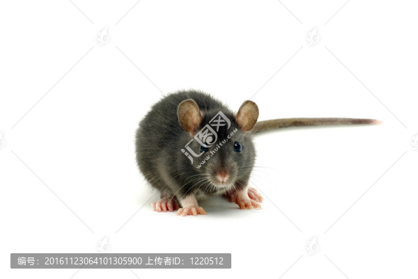 老鼠