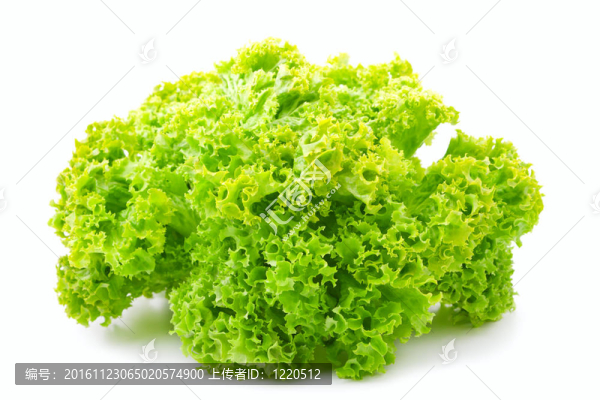 白色新鮮生菜生菜