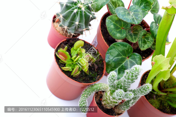 白色背景上的盆栽植物