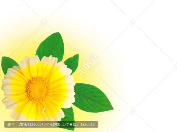 黃色的雛菊