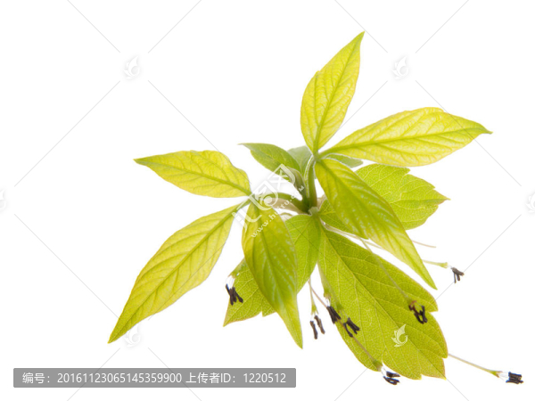 楓枝；嫩葉。有文字的空間