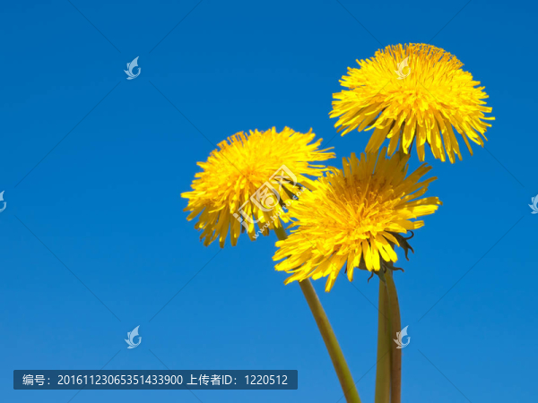 三黃色的蒲公英在蔚藍(lán)的天空