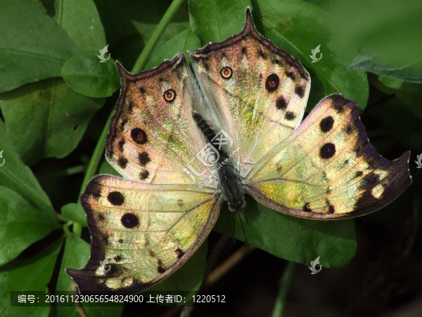 Pearl,Butterfly之母