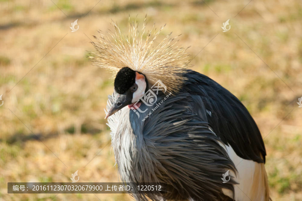 丹頂鶴（Balerica,pavonina）
