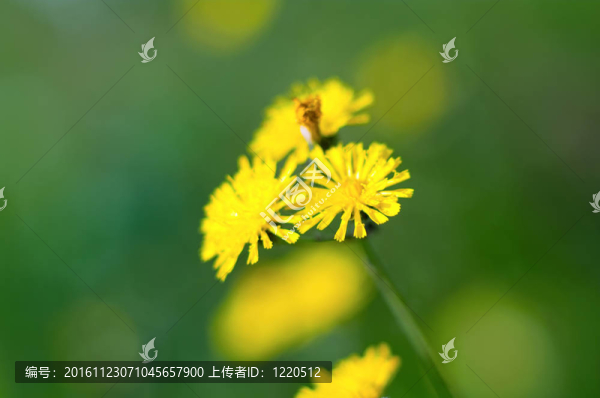 黃色的草地flowerses