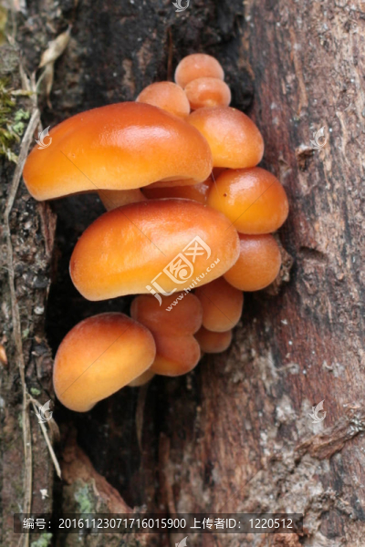 蘑菇