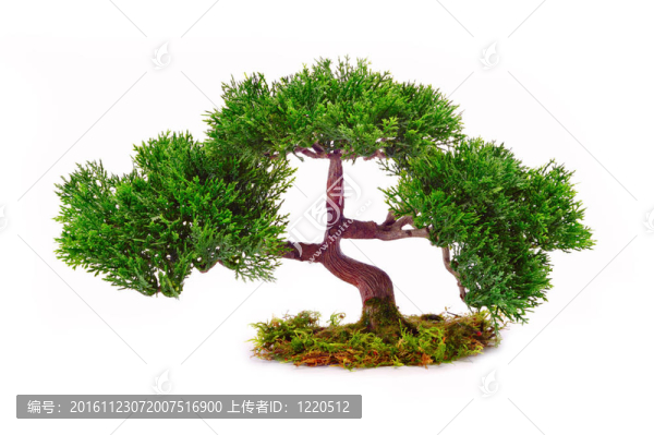 在白色背景上的樹