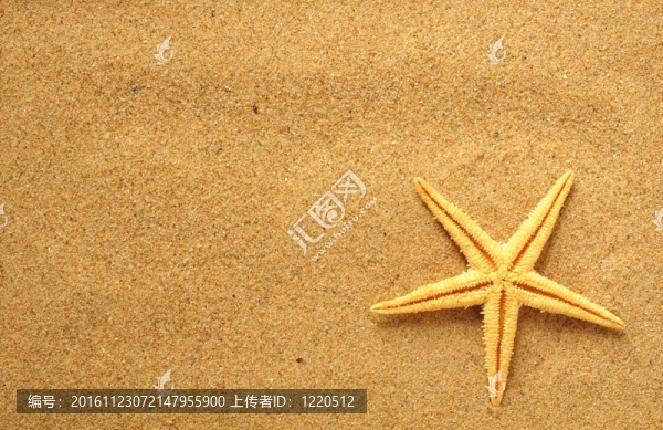 在海灘上