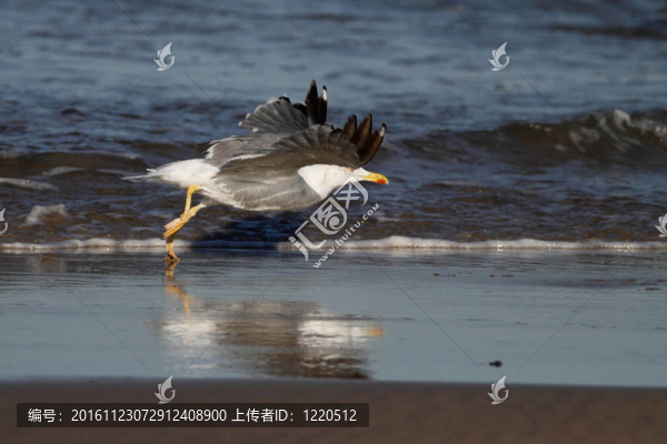 海鷗提升