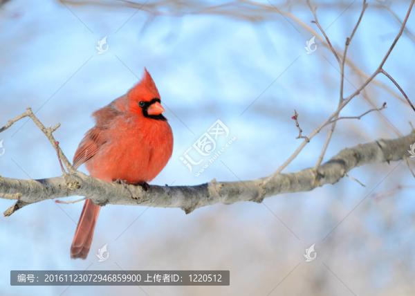 北美紅雀