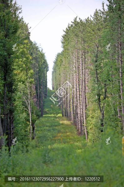 火災(zāi)山區(qū)步道