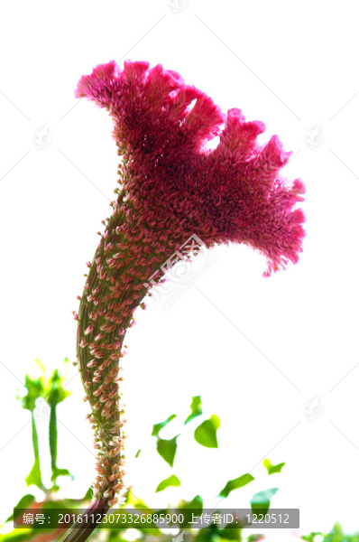 美麗的仙人掌花