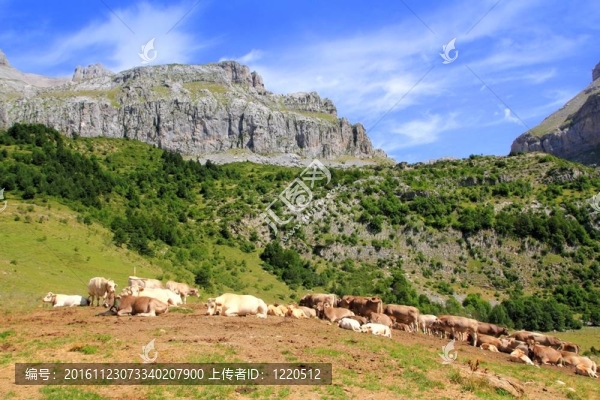 bisaurin峰奶牛在比利牛斯山谷