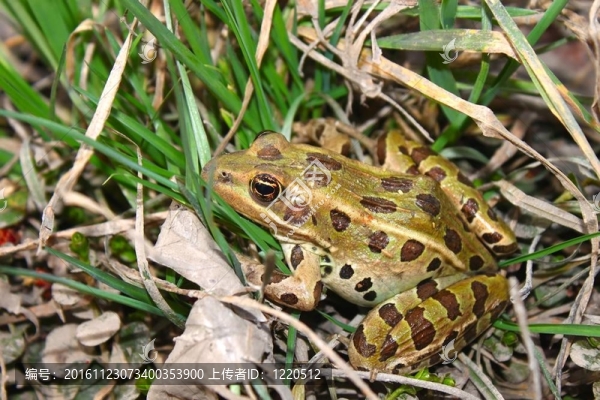 北方豹蛙（Rana,pipiens）