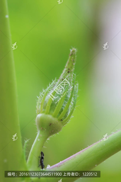 加冕
