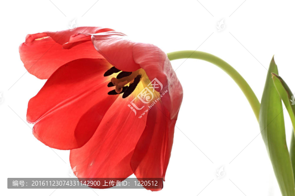 紅色暴露郁金香。