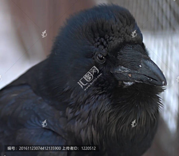 黑色的烏鴉。