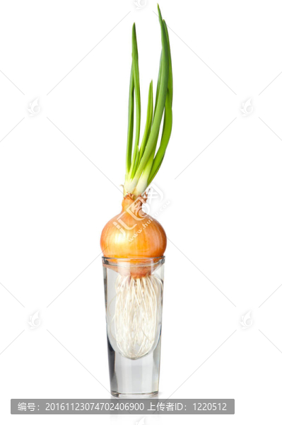 種植洋蔥