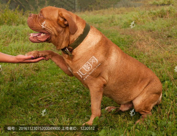 友好的法國(guó)獒犬給他的爪子主人