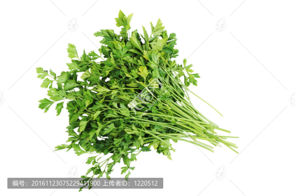 在白色背景上分離的一束歐芹
