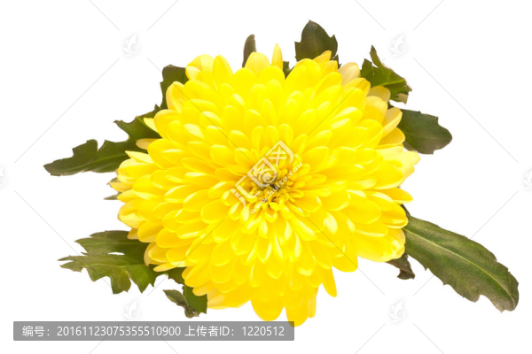 黃紫菀