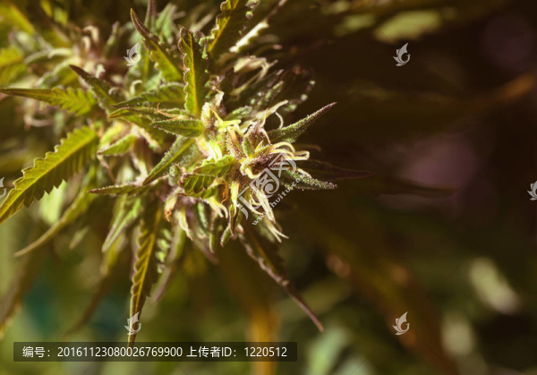紫霧