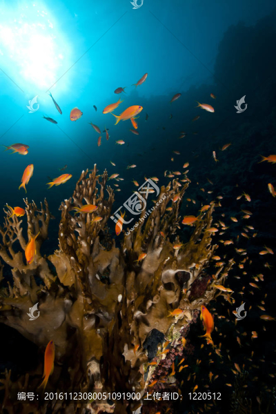 凈火珊瑚和魚在紅海。