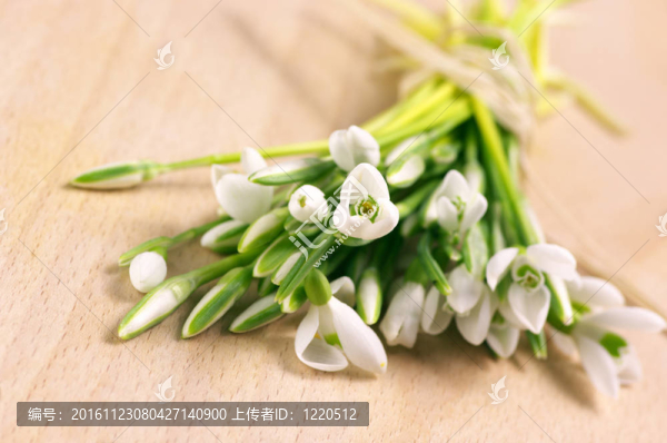 束雪花蓮