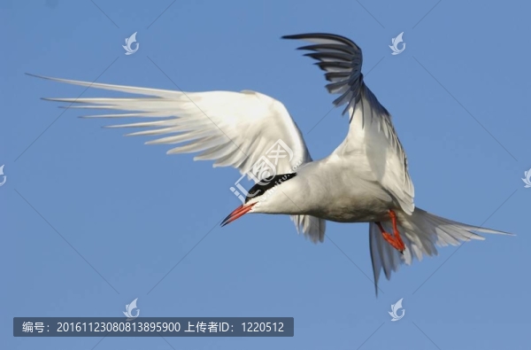 燕鷗飛行。