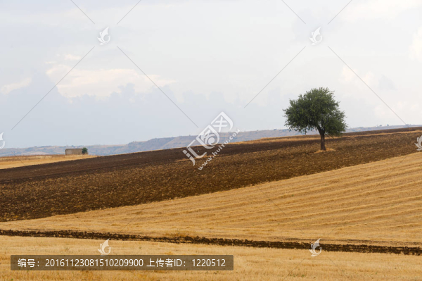 普利亞和巴斯利卡塔大區(qū)之間（意大利）：夏天的鄉(xiāng)村景觀