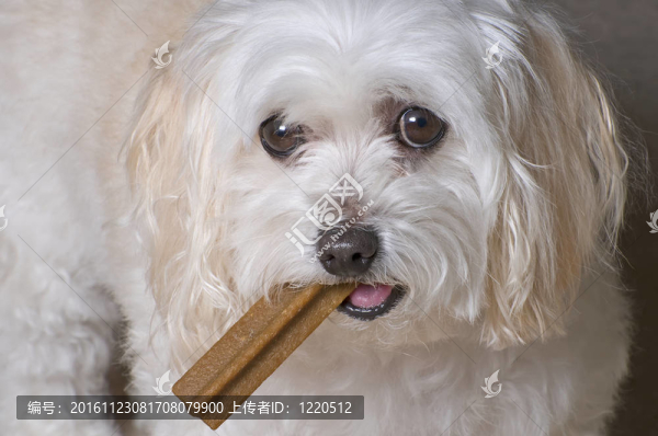 馬耳他玩具貴賓犬組合小狗