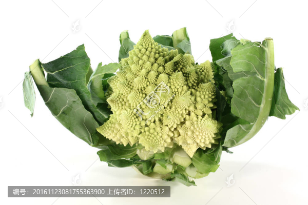 清新明亮的羅馬花椰菜