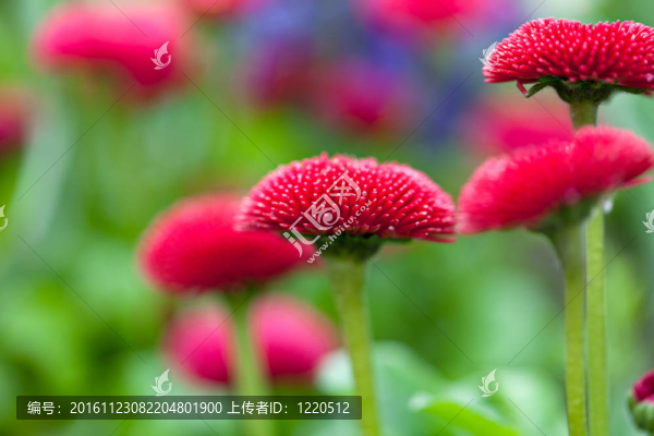 雛菊花