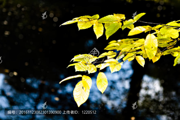 秋天的公園