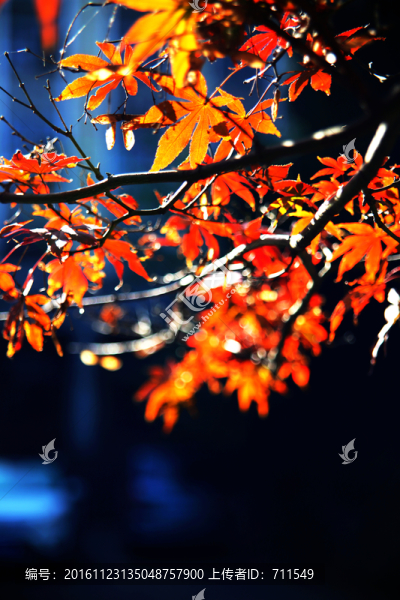 深秋紅葉