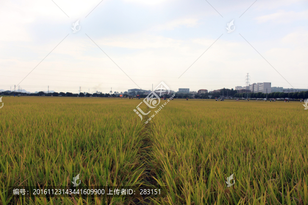 農(nóng)業(yè)稻子
