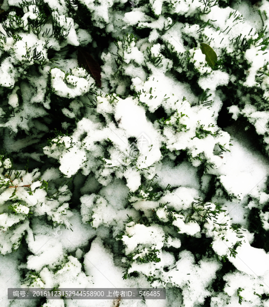 白雪紋理,綠地,翠柏