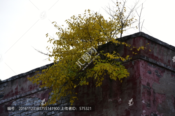 墻頭楓葉