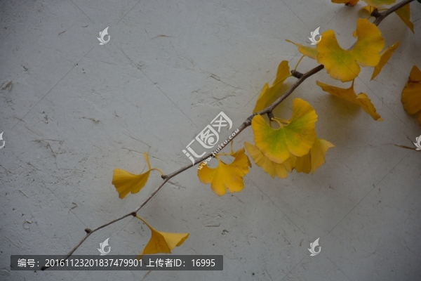 銀杏葉