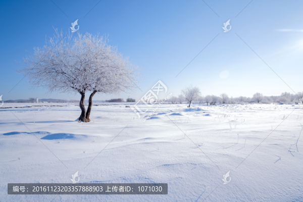 雪野孤樹