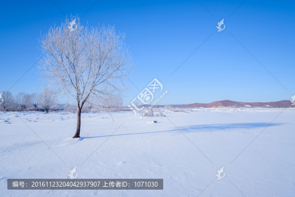 雪野孤樹