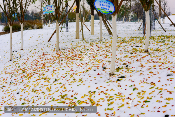 雪地落葉