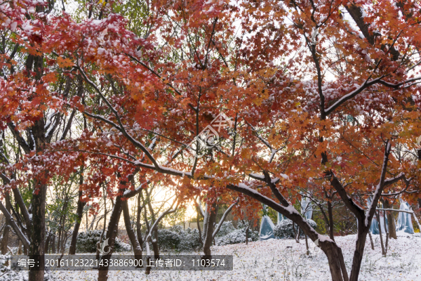 雪后,（8）