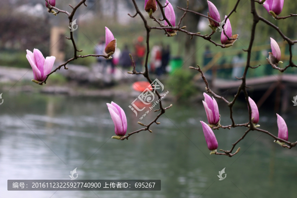 玉蘭花