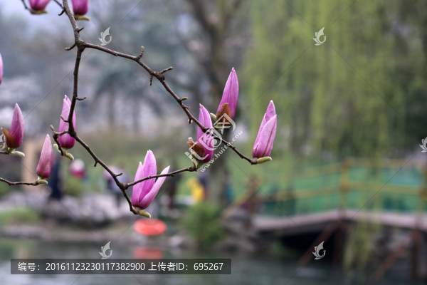 玉蘭花