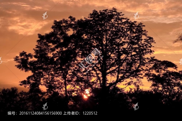暮色中的樹的影子；清邁泰國